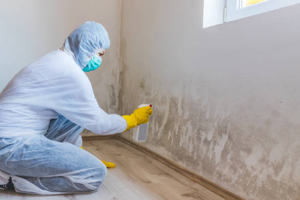Licensed Attic Mold Remediation service in Palm Harbor, FL - 24 Hour Mold Removal