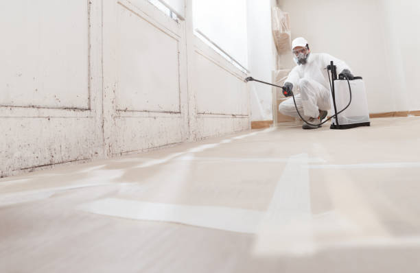 24/7 Emergency Attic Mold Remediation experts in Palm Harbor, FL