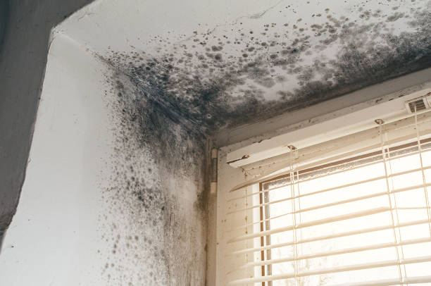 Affordable Attic Mold Remediation solutions in Palm Harbor, FL
