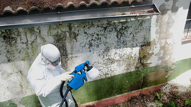 Top rated local Attic Mold Remediation specialists in Palm Harbor, FL